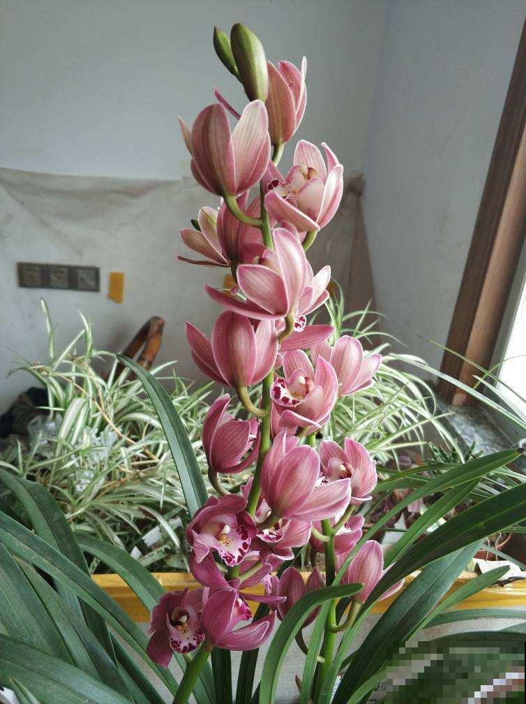 过年不知道买什么花，3种类型随便挑，好养寓意也好