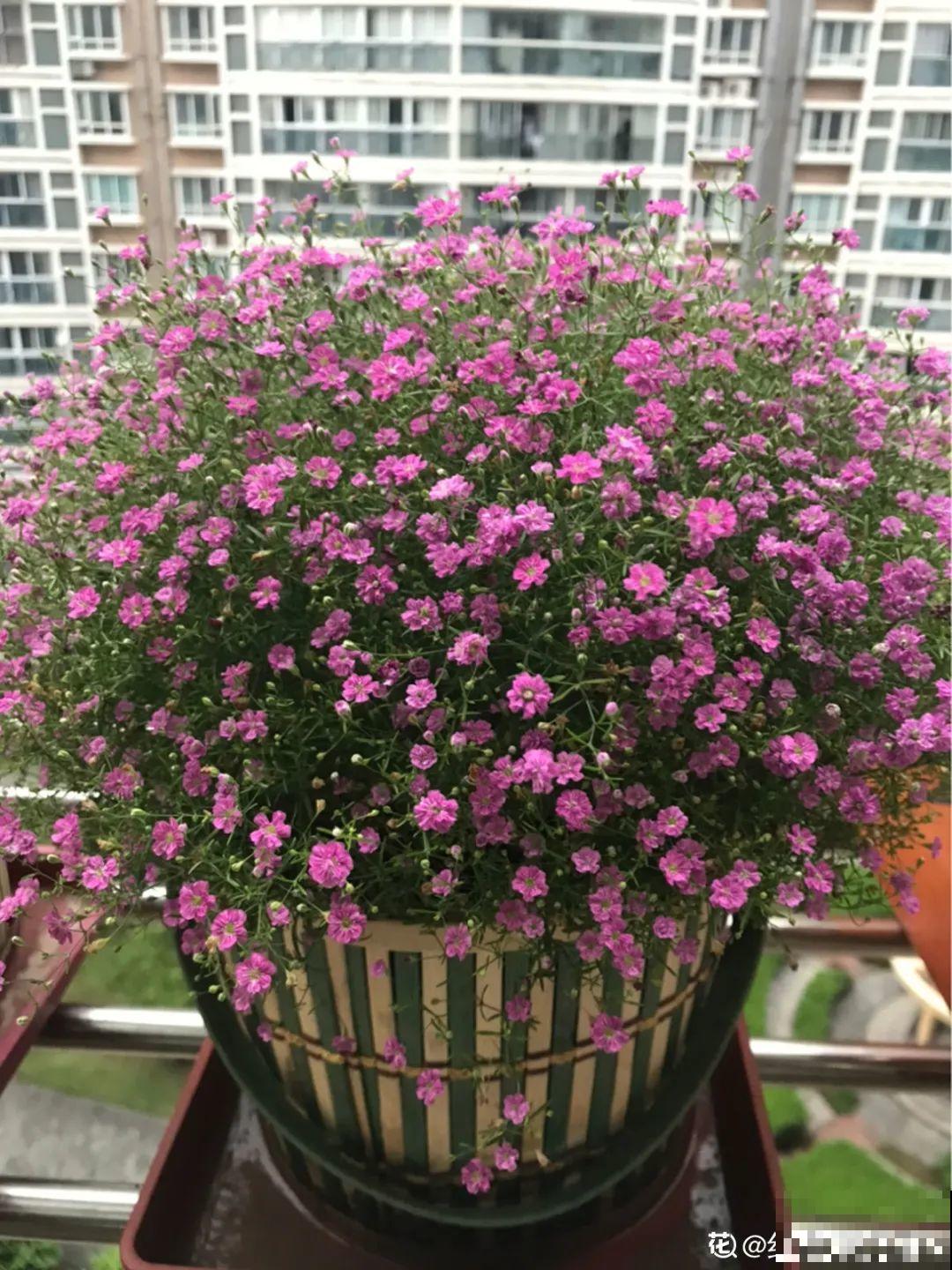 9种娇气花，冬天不要买回家，太难养活了！