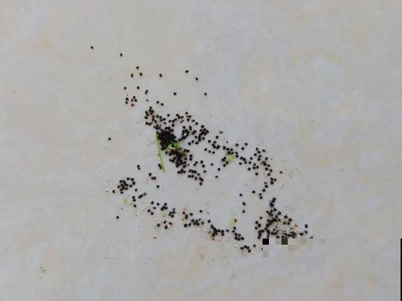 买花种子总是不对版,记住这些种子,少上当! 买花种子总是不对版,记住这些种子,少上当!