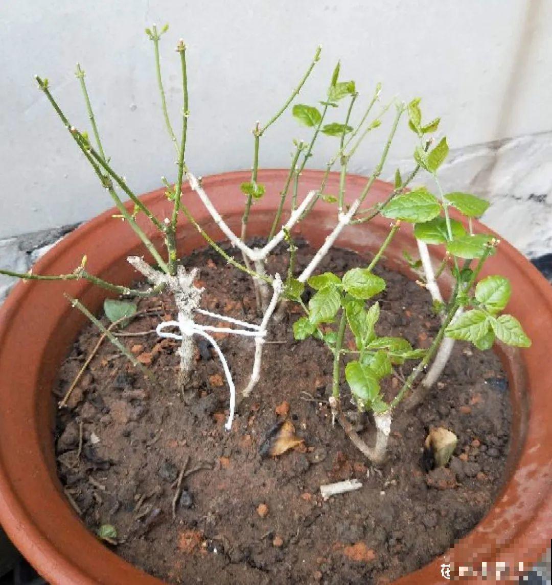 春天花要苏醒了，快施肥，新芽狂窜不断