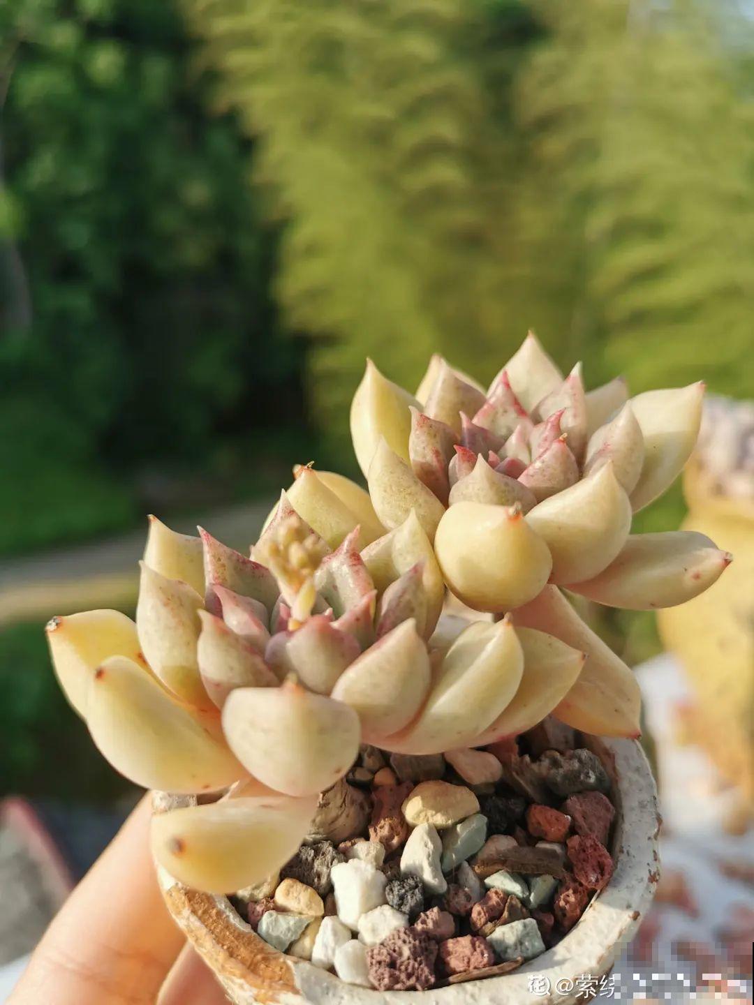 我在村里种多肉,盆盆状态美如画,城里人眼馋 我在村里种多肉,盆盆状态美如画,城里人眼馋