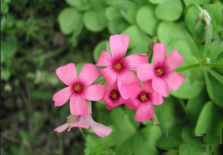 冬季必备酢浆草，颜值高好养护，轻松开成一片“花海”！