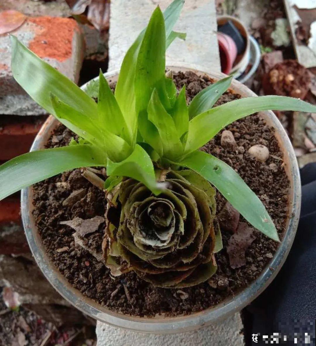 百合开花不是一次性，开完要施肥，1盆能生20盆