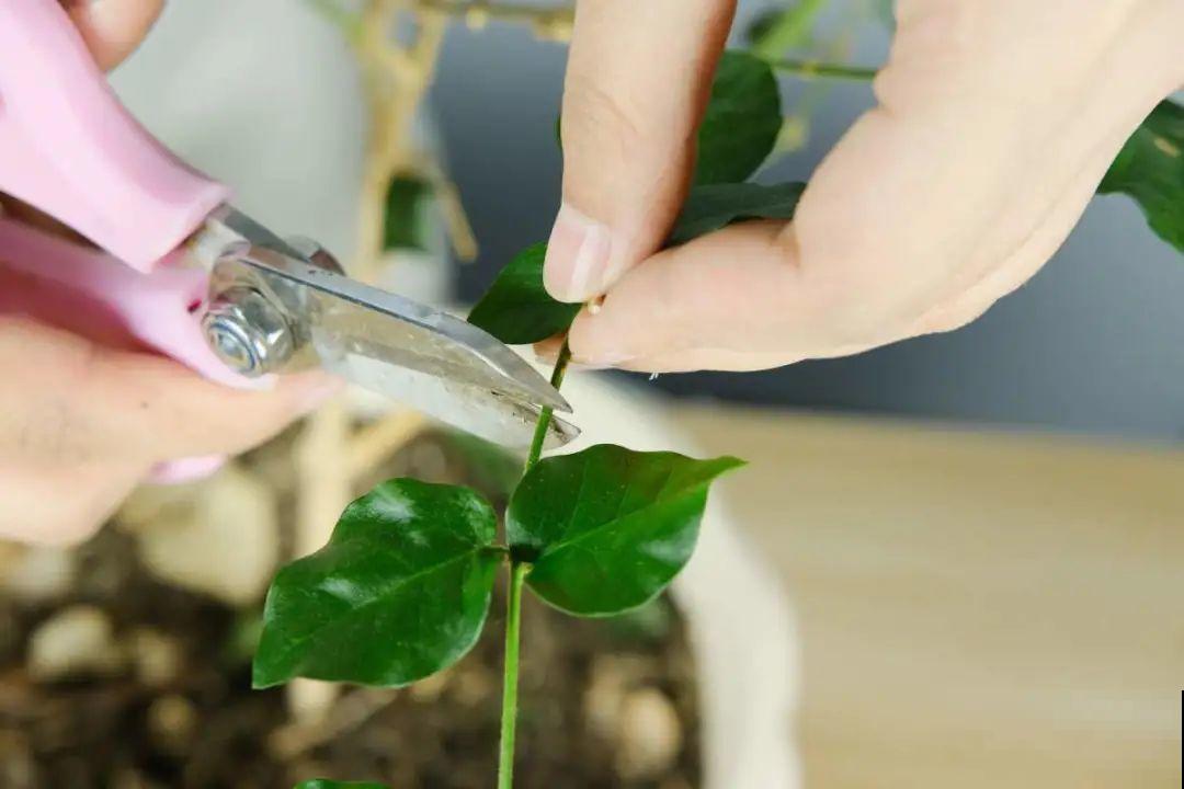 2月养花下狠手，剃光头、撸光叶，越狠越开花！