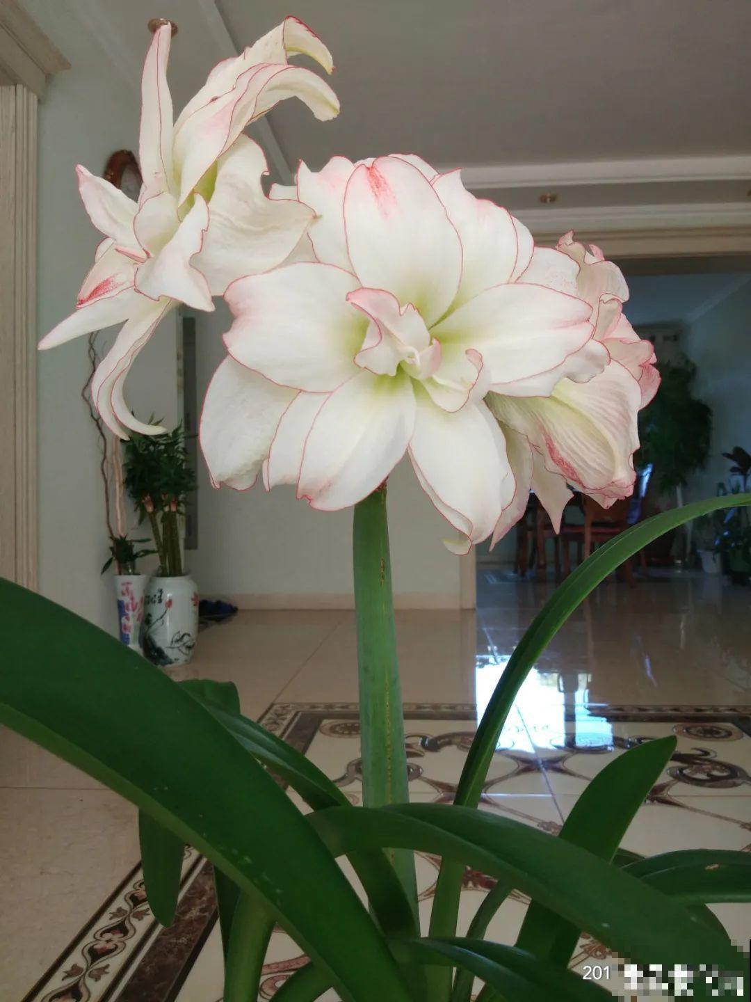 16种高颜值花，冬天耐寒不娇气，新手也能养爆盆