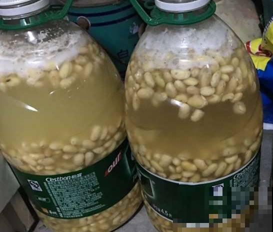 养花不用买肥料，在家自制氮肥，叶片油绿长得快！