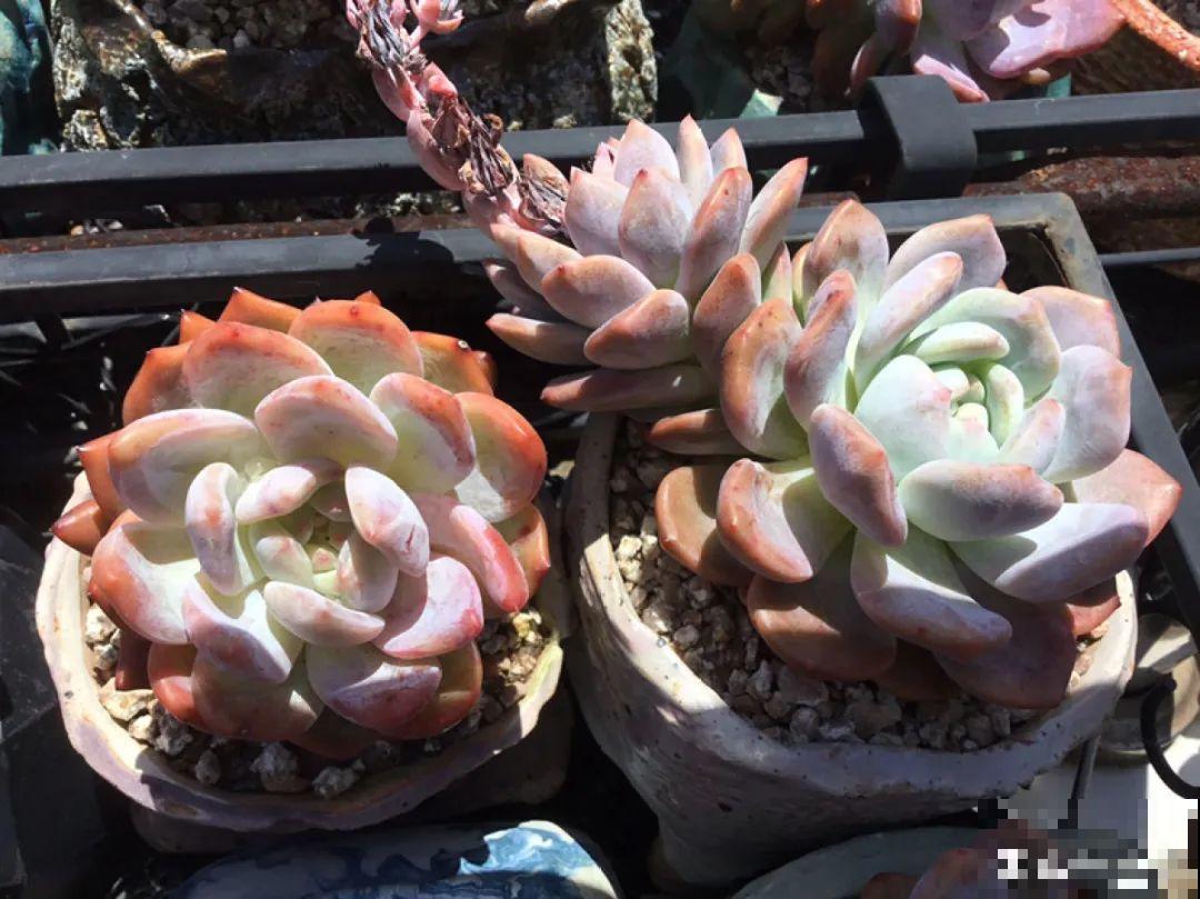 多肉要是养好了，精致得像艺术品，光看就很满足了