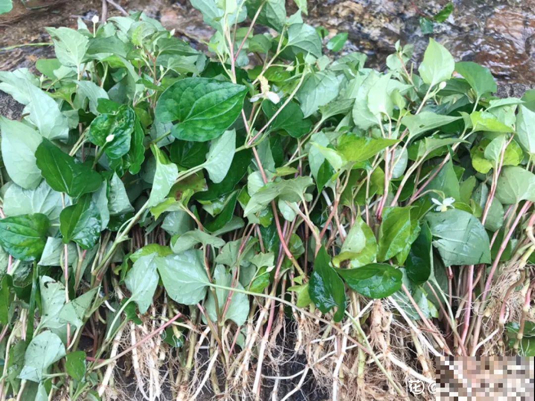 8种草是下火草药，农村最多，城市少见
