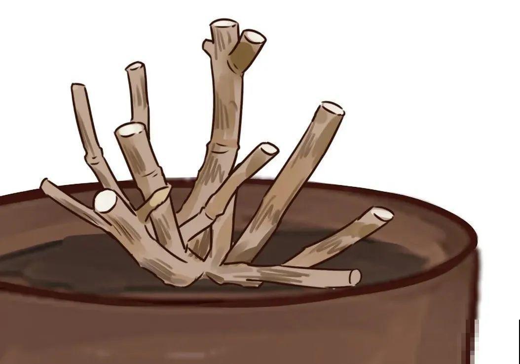 7种花，现在绝对不能剪，剪了一年不开花！