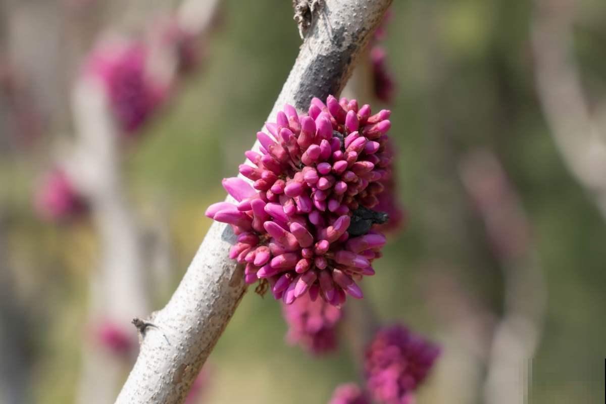 在家盆栽紫荆，这些事情你一定要注意，花朵才能开得更好！