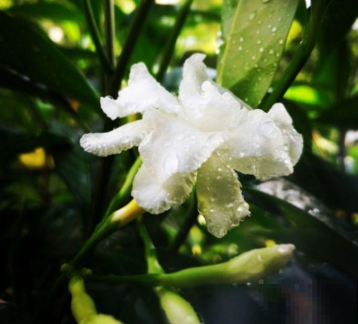 这种花名字虽土，开花却很美，像极了茉莉花！