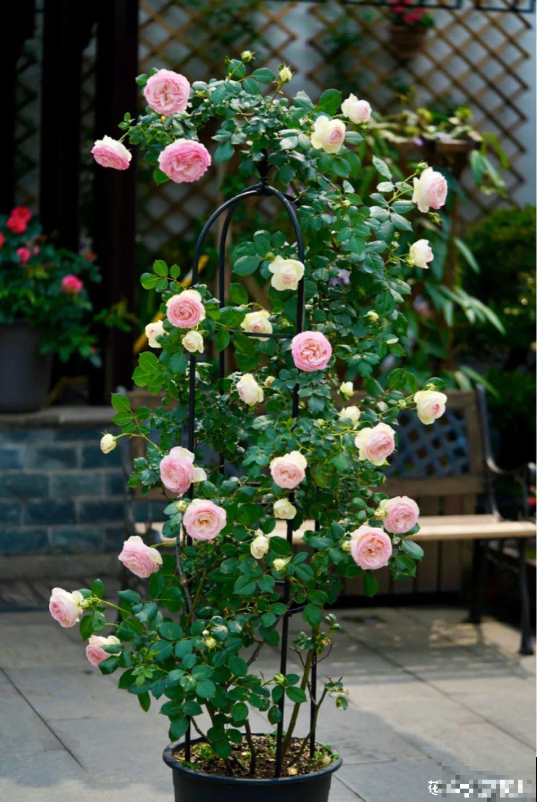 梦想有个院子，养花弄草，过舒心日子！