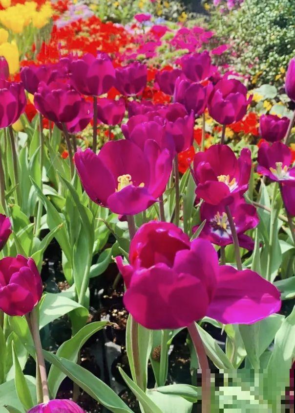 有院子春天养3种花，一旦开花就让人“眼红”，谁见了都喜欢