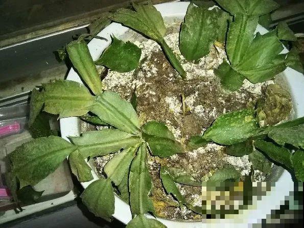 养护蟹爪兰,要注意8个要点,才能开出仙气飘飘花 养护蟹爪兰,要注意8个要点,才能开出仙气飘飘花