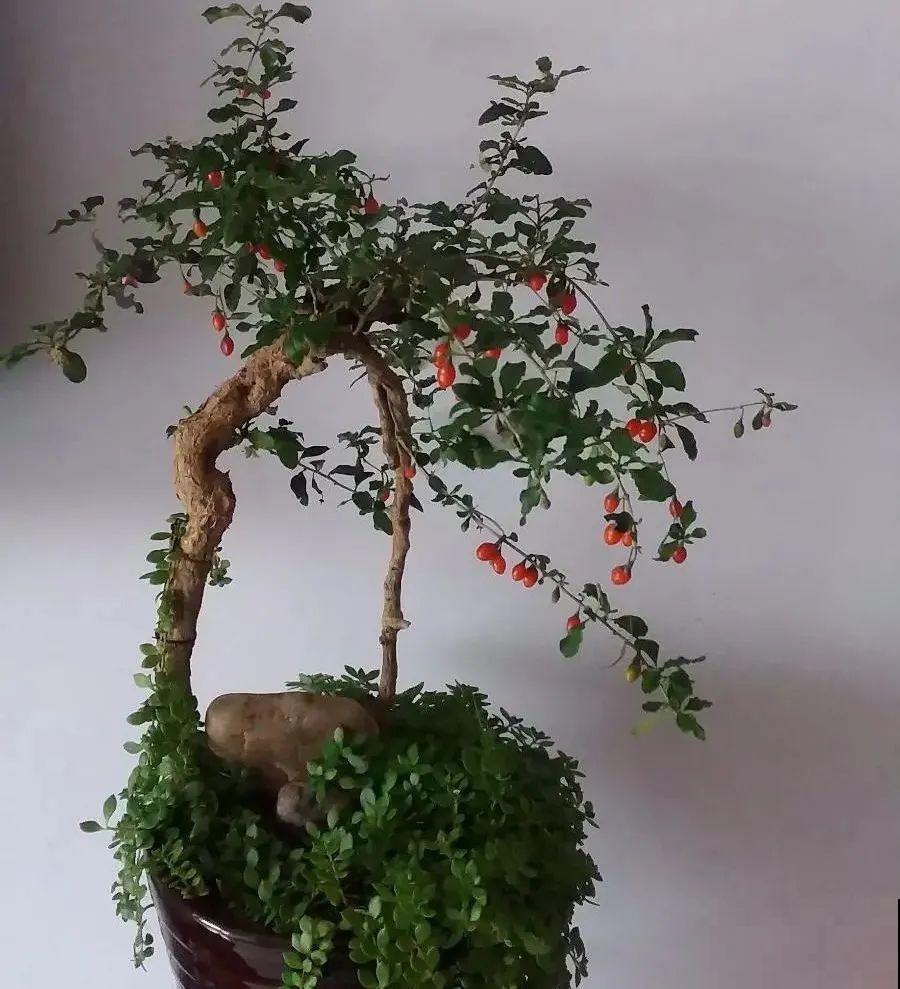 1盆苹果卖300块,为啥这么贵,难道是金苹果? 1盆苹果卖300块,为啥这么贵,难道是金苹果?