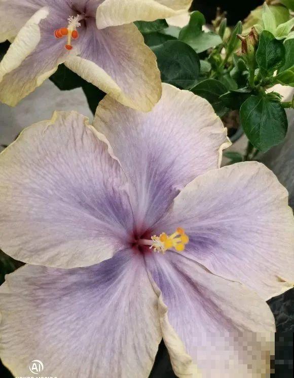 花市10块钱买的花，开花之后身价倍增，真赚了！