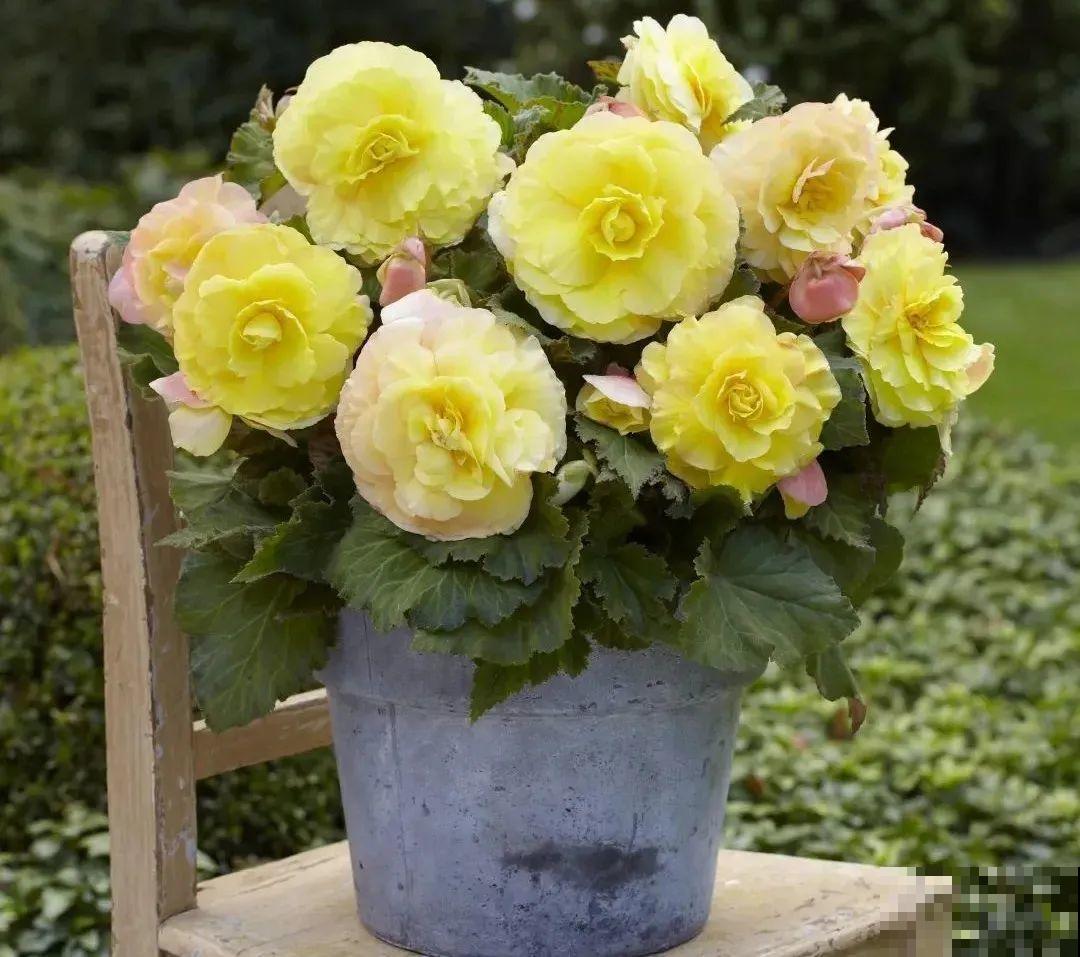 1种花不能用大盆，盆越小，水越少，开花更爆盆！