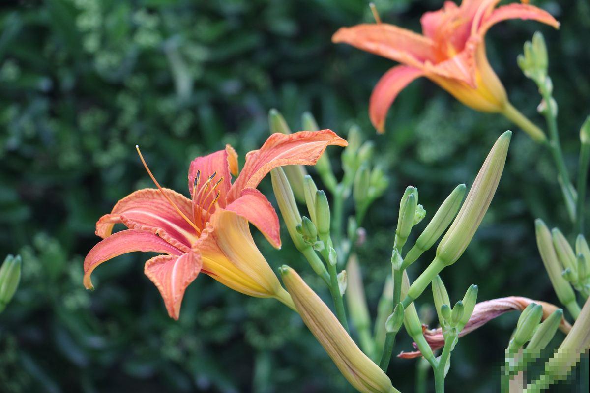 开花不断的萱草，鲜艳好看，送给妈妈特别合适！
