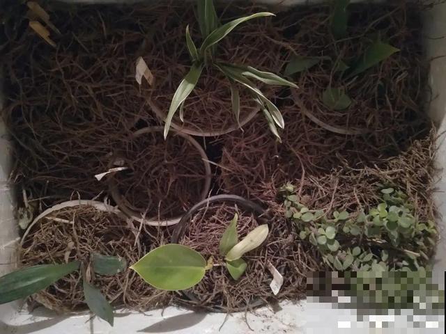 家里养这10种花,冻伤了要赶紧救,晚了就救不回来了 家里养这10种花,冻伤了要赶紧救,晚了就救不回来了