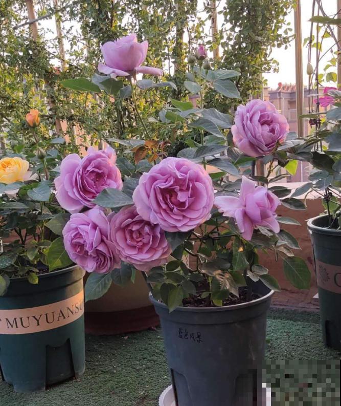 月季养护要选择合适的盆，不能盲目跟风，不然很难爆盆