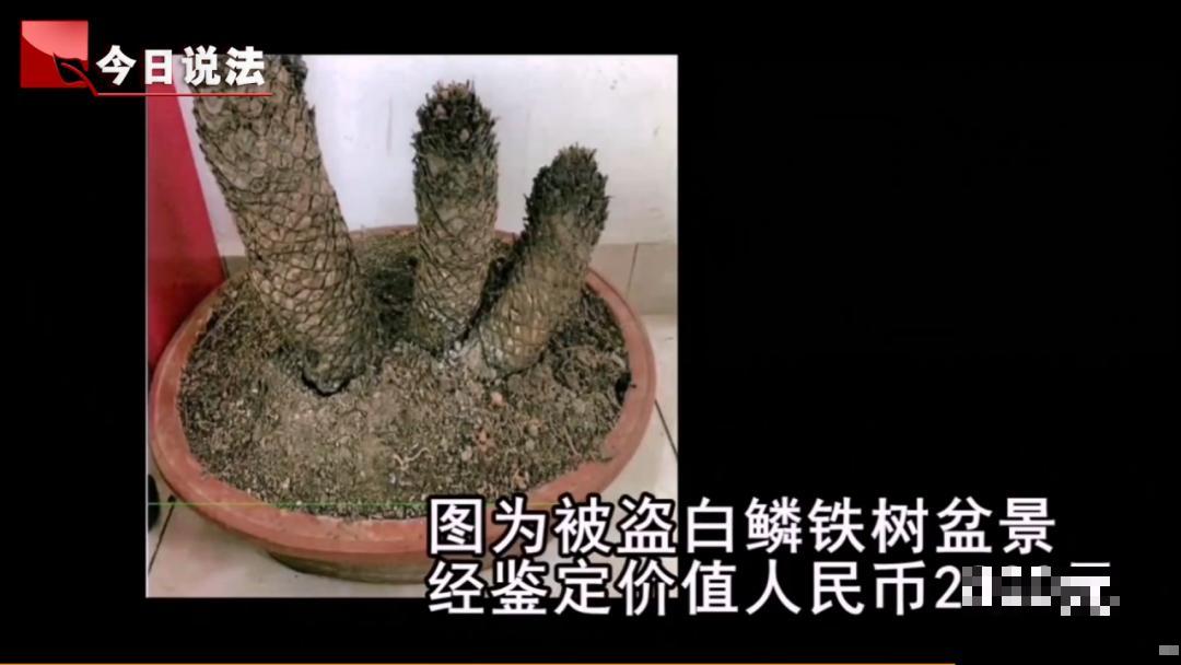 千万不要动我的花,以免赔的倾家荡产! 千万不要动我的花,以免赔的倾家荡产!