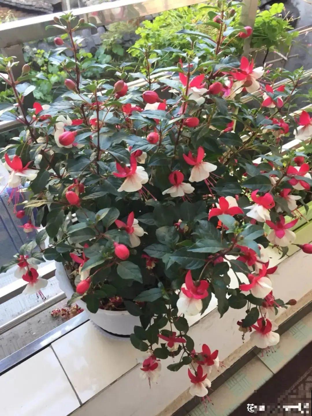 倒挂金钟开花像吊灯，满盆能开上百朵，颜值超高