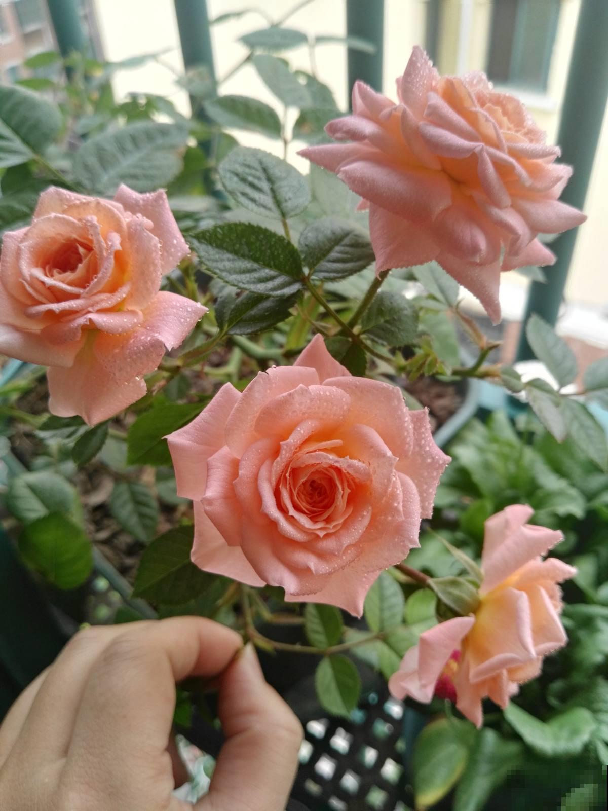 这5种动物粪便，居然是养花神器，越用花卉长得越旺！