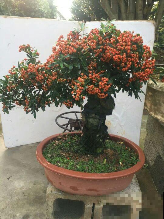 小时候当成柴火烧的花，现在几十块钱一盆，还不便宜！