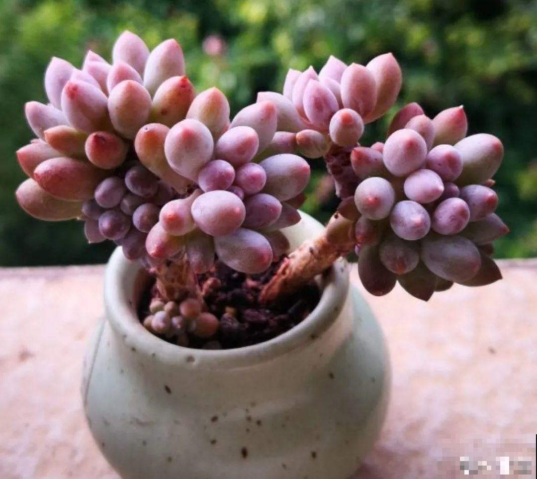 寒潮过后,多肉美出天际,颜色鲜艳明亮,真馋人! 寒潮过后,多肉美出天际,颜色鲜艳明亮,真馋人!