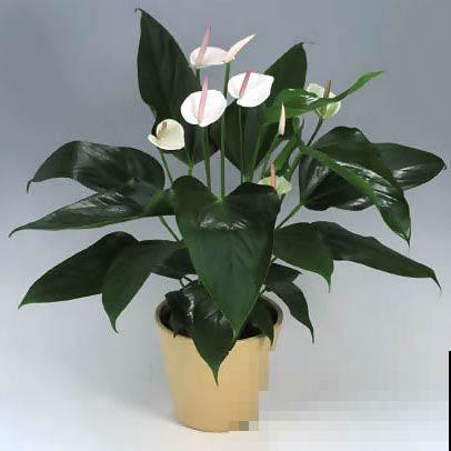 白掌原来这么好养，做好这4点，花越开越美！