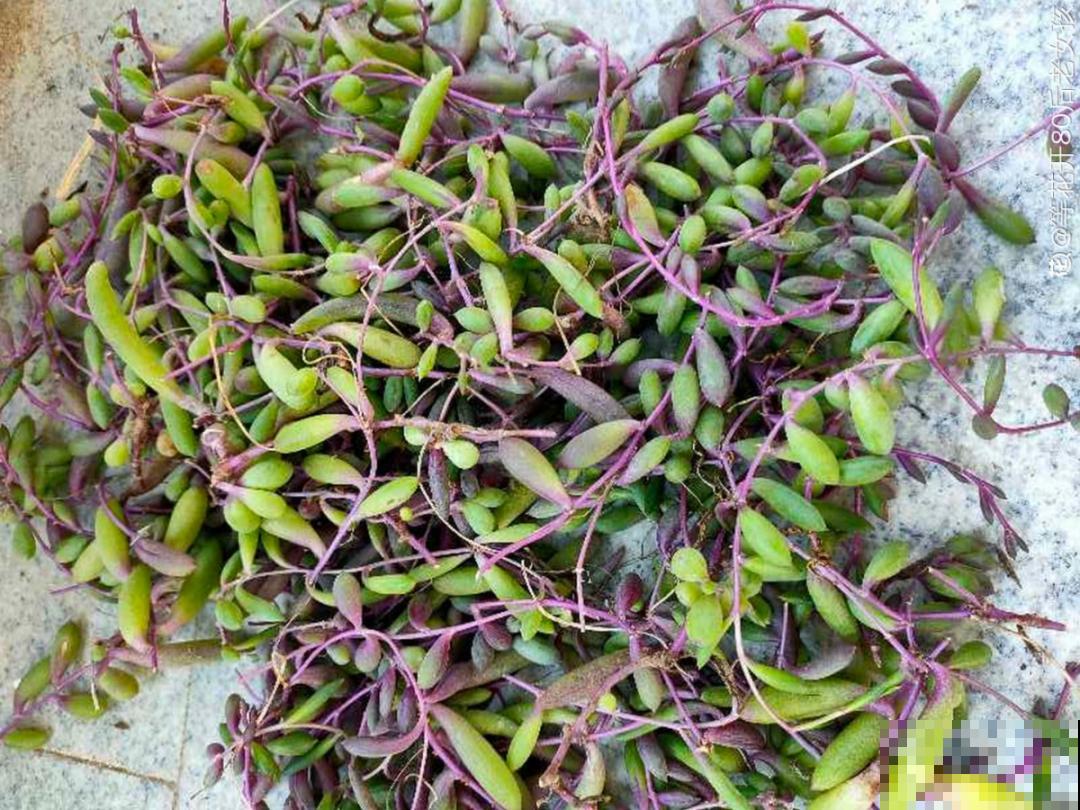 5种草别乱养，混进盆里太霸道，把其它花缠死了