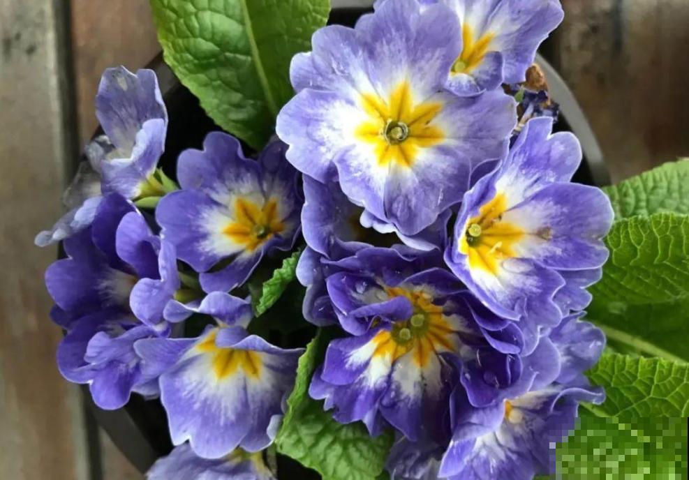 报春花是春天的信使,清新又可爱,掌握养护技巧才能养得好! 报春花是春天的信使,清新又可爱,掌握养护技巧才能养得好!