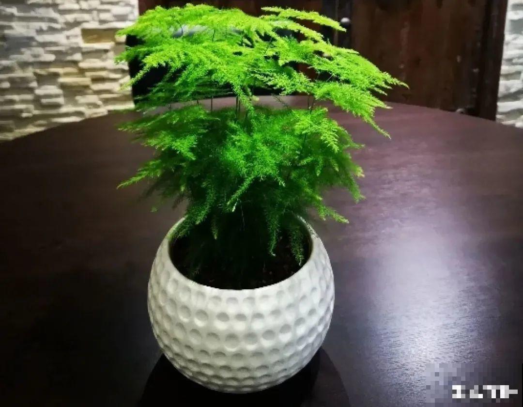 虎皮兰扒层土，嗖嗖冒芽，长得特旺