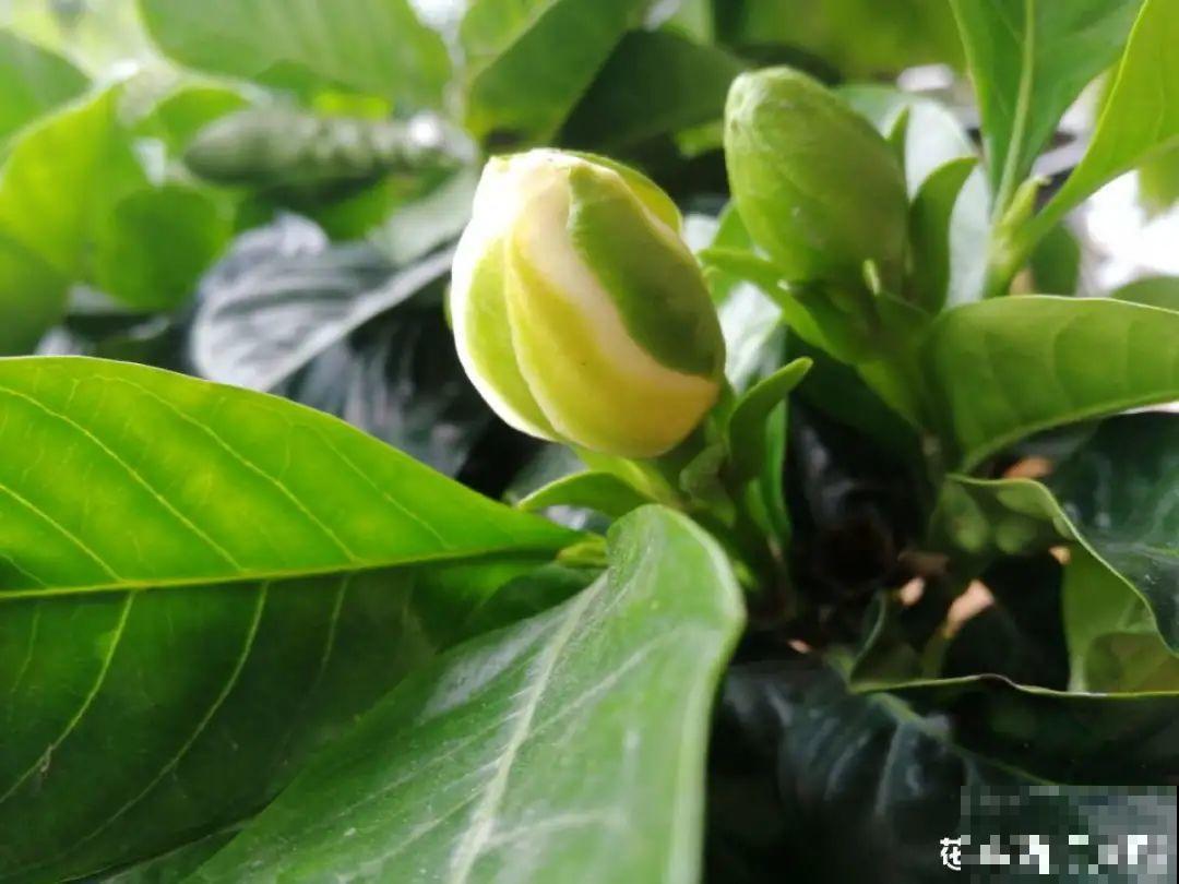 带花芽的枝条不能修剪，未来全是花苞，一剪就亏了