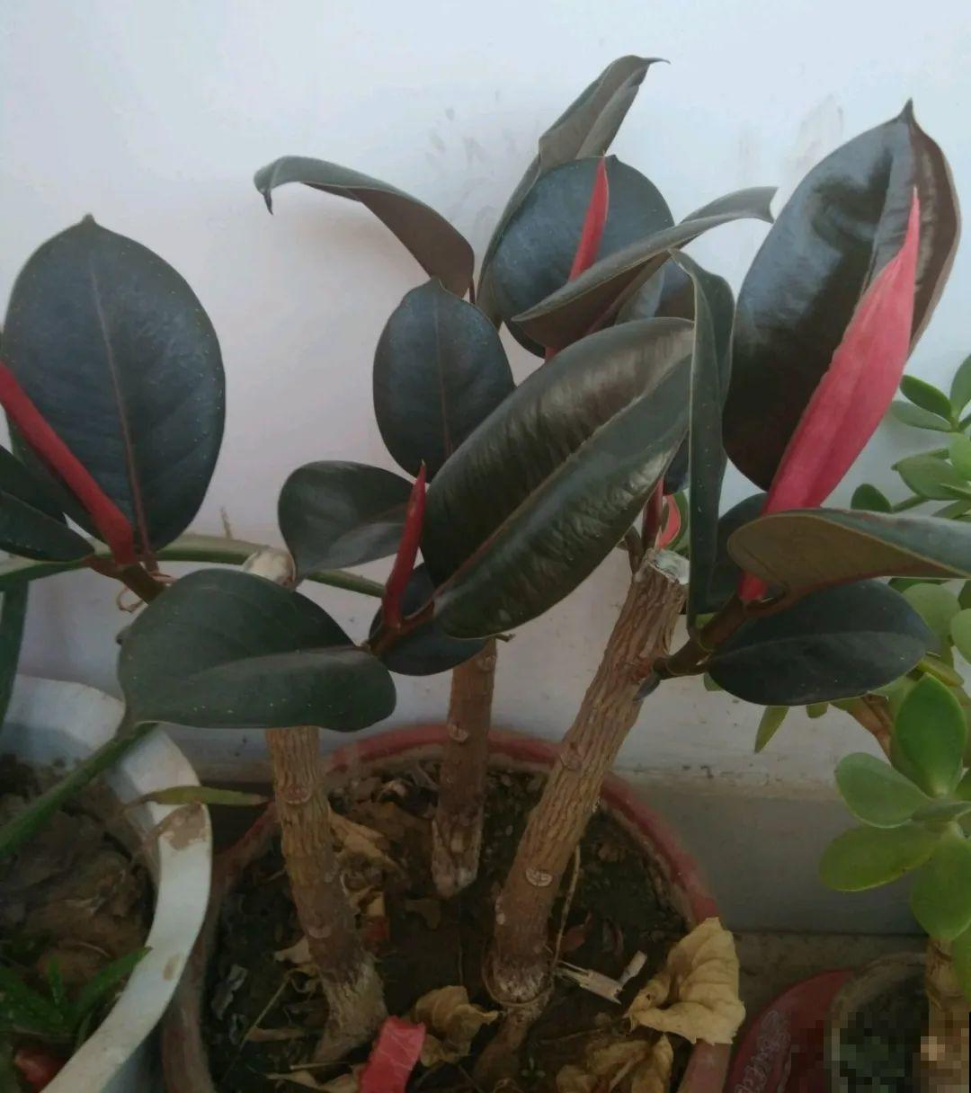 掌握养护方法，橡皮树真的能养成“树”，越养越值钱！