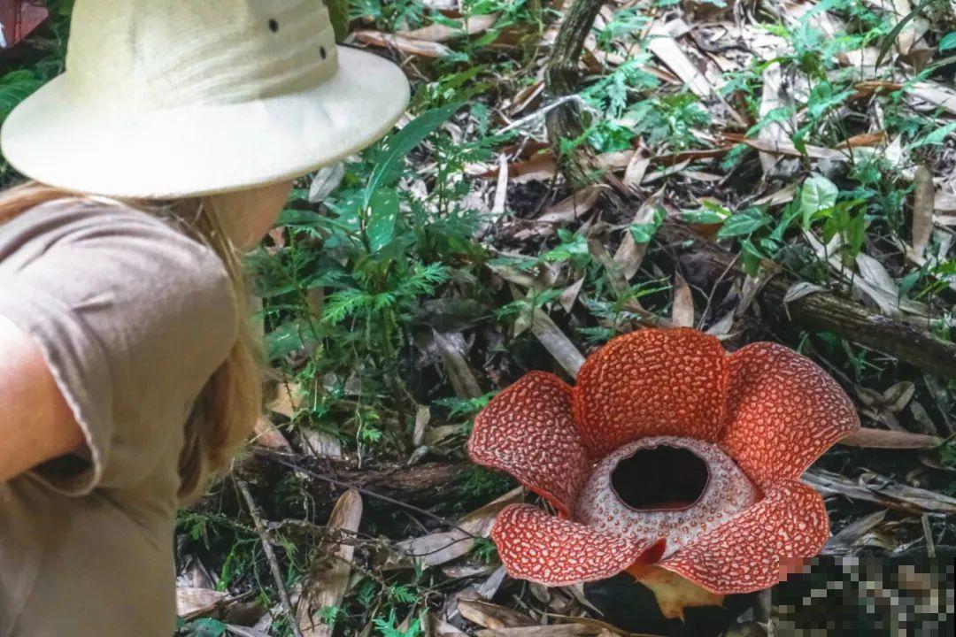 听说有的花能吃人,听着都害怕,是真的吗? 听说有的花能吃人,听着都害怕,是真的吗?