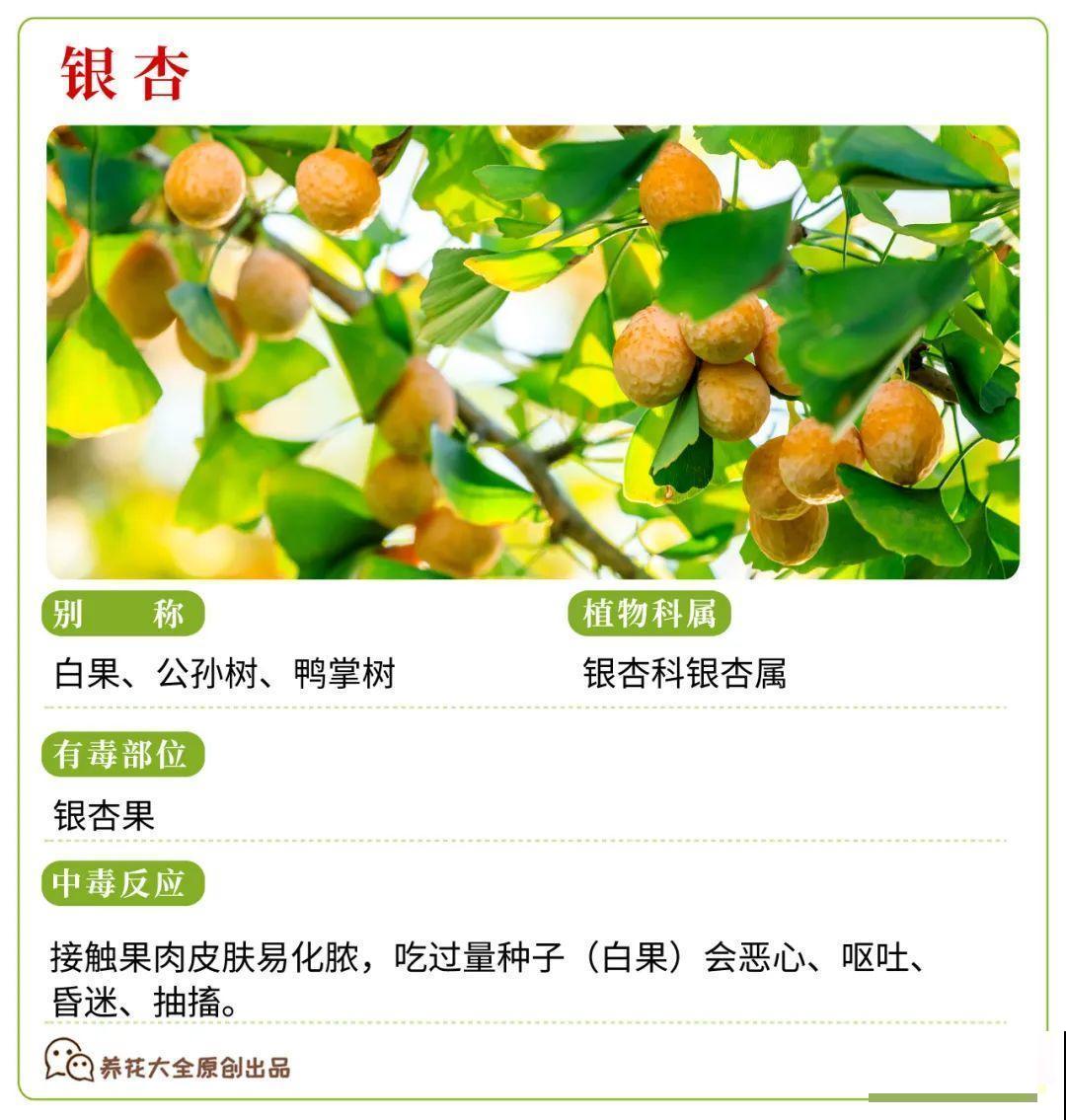 30种常见有毒花，很多人都在养，一定要小心养！