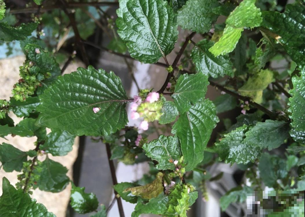 紫苏在家就能种,出锅前扔几片到锅里,喝汤喝上瘾! 紫苏在家就能种,出锅前扔几片到锅里,喝汤喝上瘾!