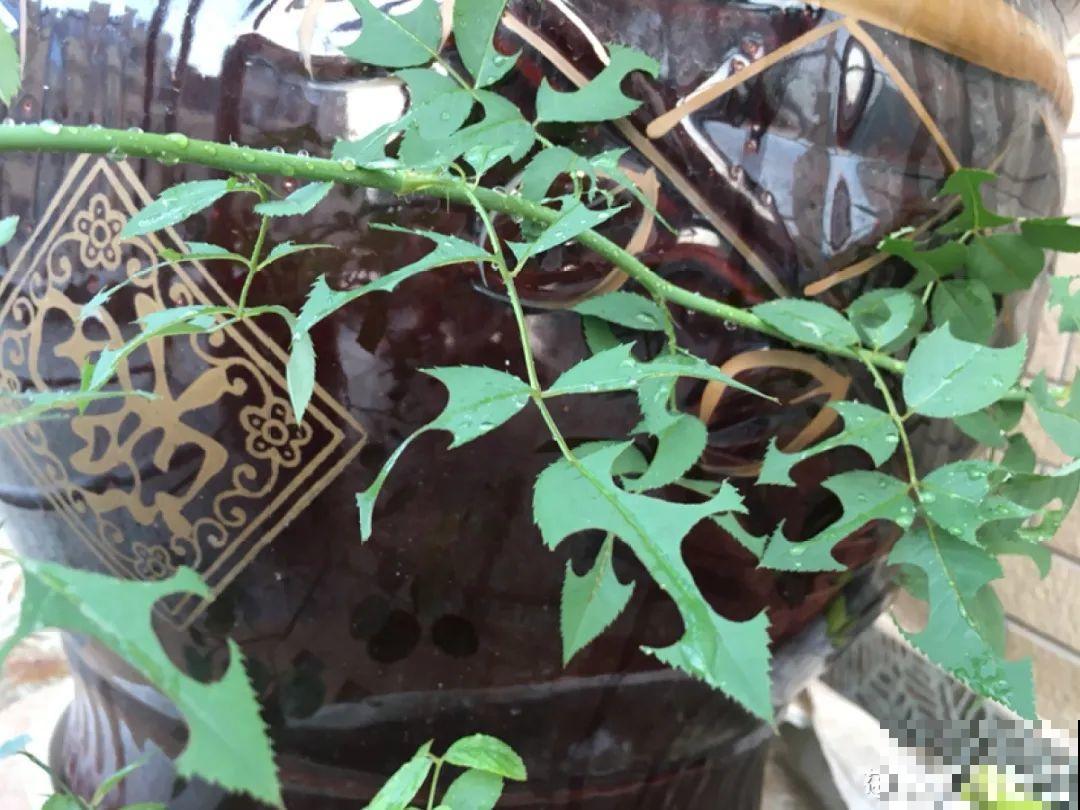 惊蛰之后，小虫乱飞，教你16种杀虫方法