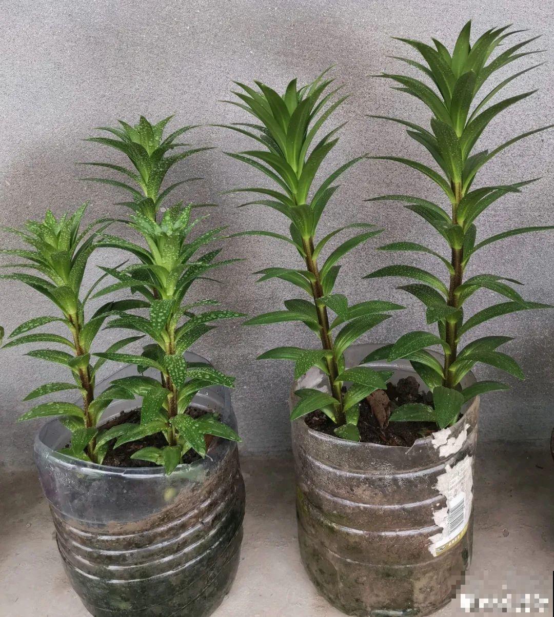 带花芽的枝条不能修剪，未来全是花苞，一剪就亏了