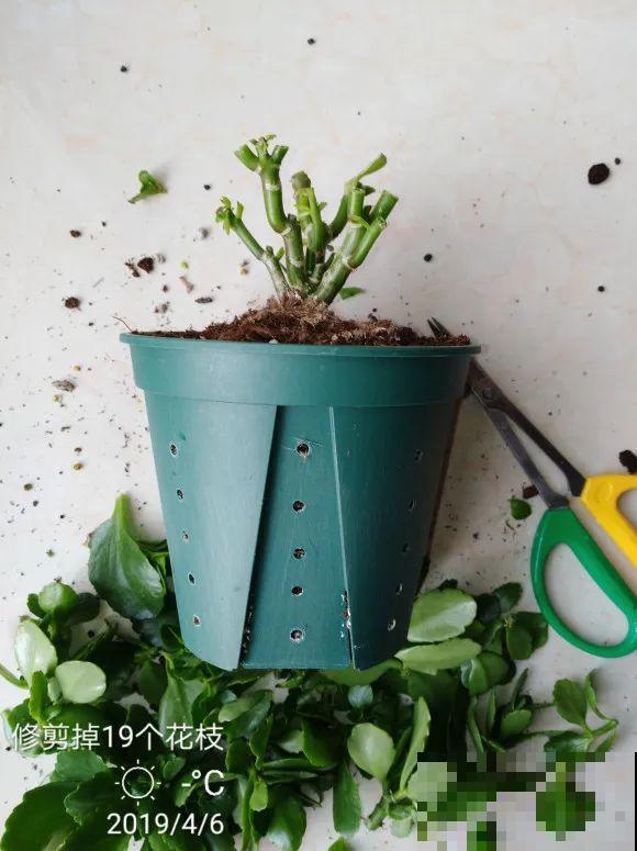 2月养花下狠手，剃光头、撸光叶，越狠越开花！