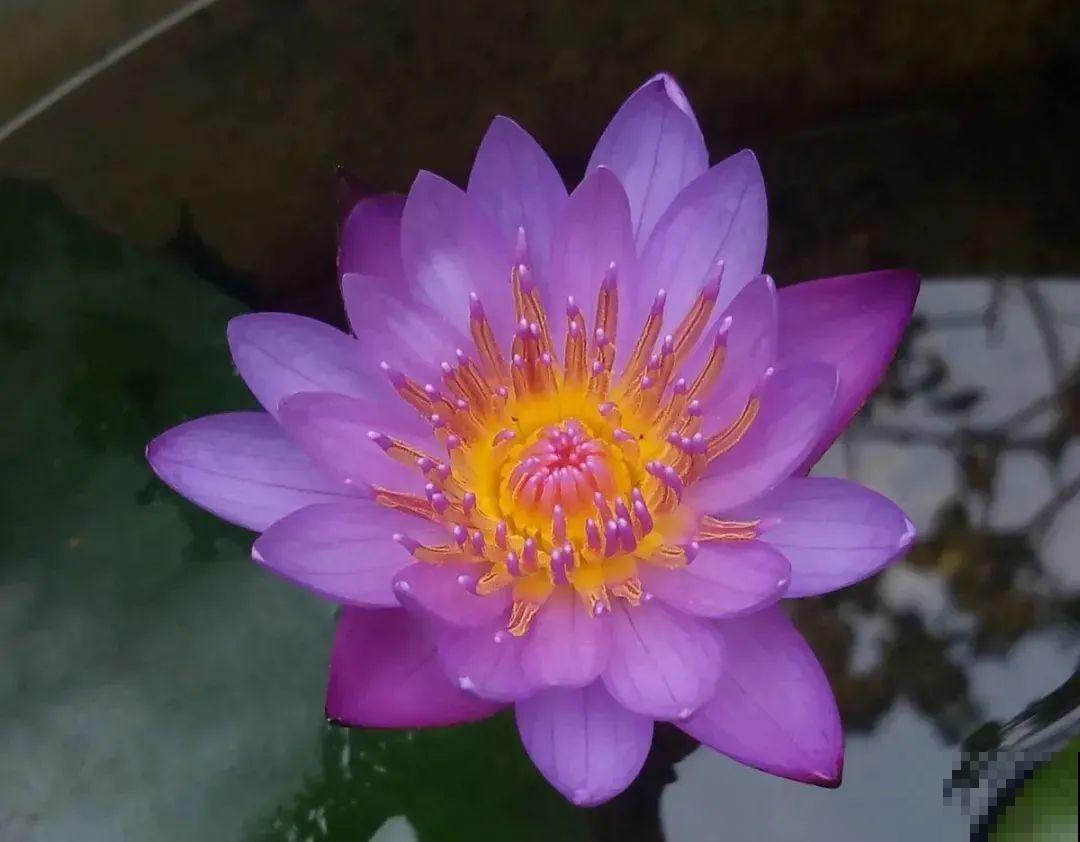 家里养盆“花中睡美人”，一天灌一瓢水，开花多得大缸放不下！