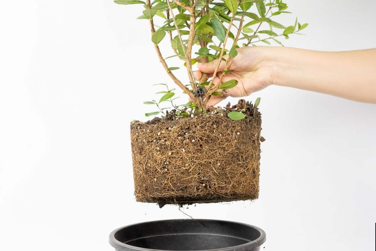 老花农都知道，养花5种情况不能施，小心只剩下盆！