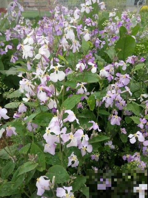 有院子要好好规划，赶上春天来之前，种花正合适