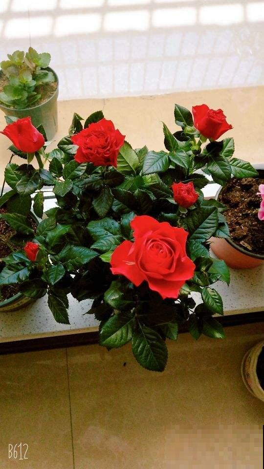 新手买花,要注意4个方面,才能选到好花 新手买花,要注意4个方面,才能选到好花