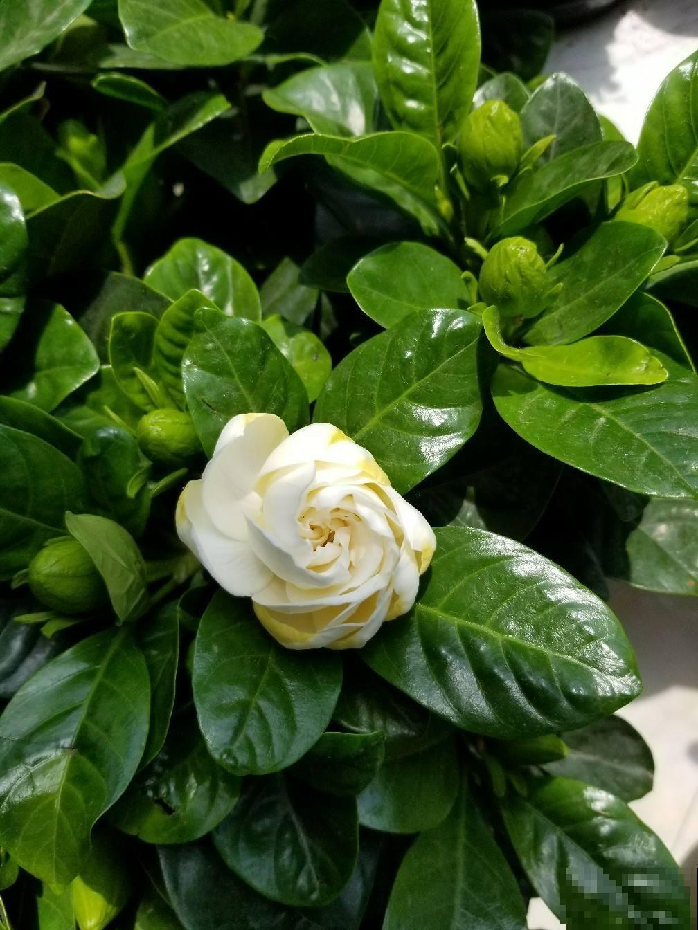 “失眠克星”?卧室里养这几种植物,再也不都用担心失眠了! “失眠克星”?卧室里养这几种植物,再也不都用担心失眠了!