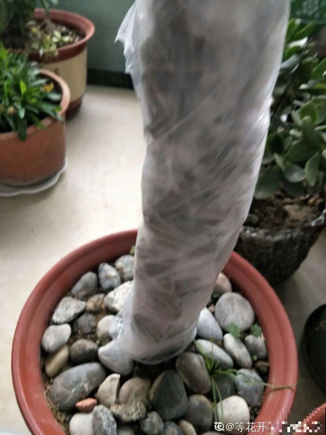 冬天太冷，花要及时保暖，才能安全越冬