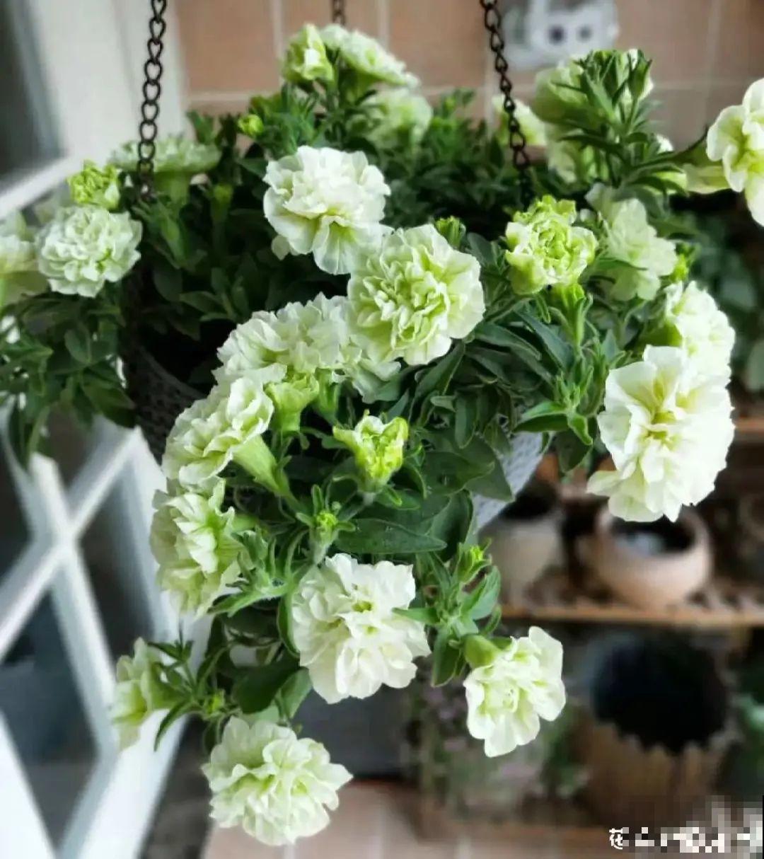 上万块的蟹爪兰，开花像烟花，养过的人不多