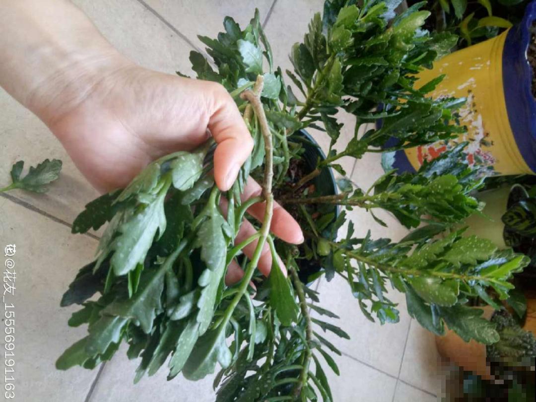 “过年花”开完，还能分10盆，每年都开花