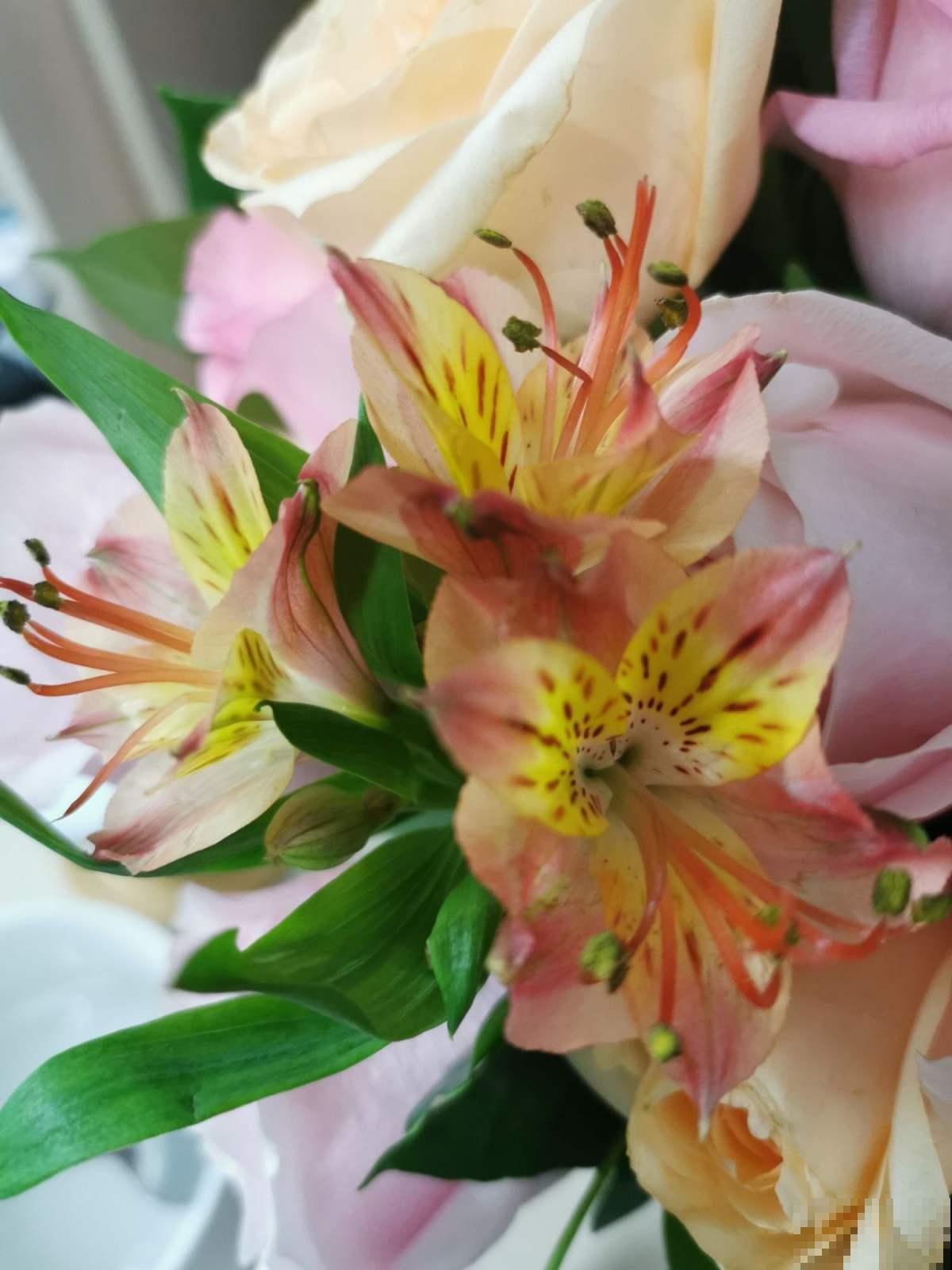 六出花典雅又大方，在家养护，只需要做好这几点！